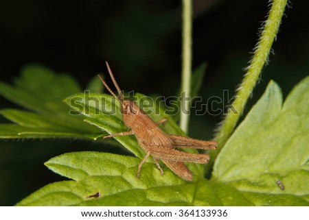 Larva of a Field grasshopper (Chorthippus apricarius) on a leaf