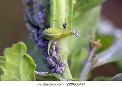The larva of a fly from the family Syrphidae, Hoverfly with a hunted aphid. A colony of aphids on a plant and their natural enemy.