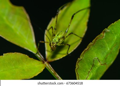 A Larva Of A Grasshopper