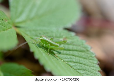 The Larva Of The Grasshopper In Japan