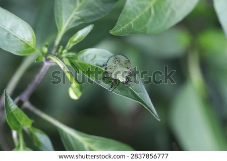 Larva of Green Shield Bug, ShieldBug (Palomena prasina) on peppers grown in the garden.