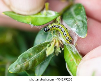 larva of insect pest (Cydalima perspectalis or the box tree moth) in boxwood leaves in garden