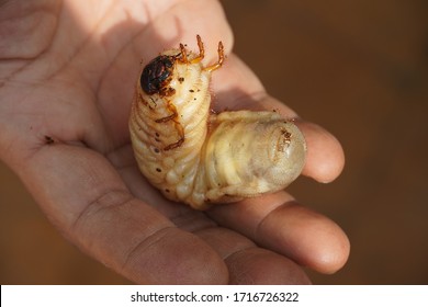 Larva Of Japanese Horned Beetle