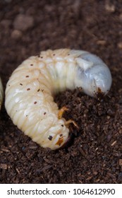  Larva Of Japanese Rhinoceros Beetle.