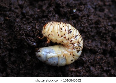 A Larva Of Japanese Rhinoceros Beetle