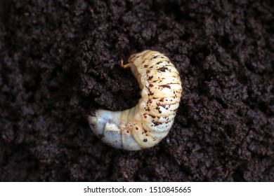 A Larva Of Japanese Rhinoceros Beetle