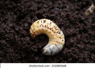 A Larva Of Japanese Rhinoceros Beetle