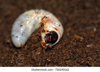  Larva Of Japanese Rhinoceros Beetle.