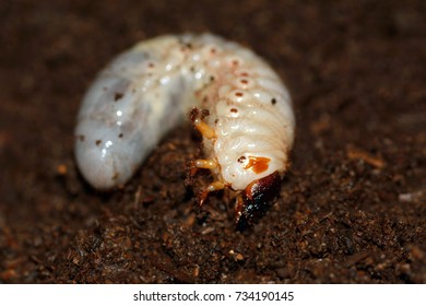  Larva Of Japanese Rhinoceros Beetle.