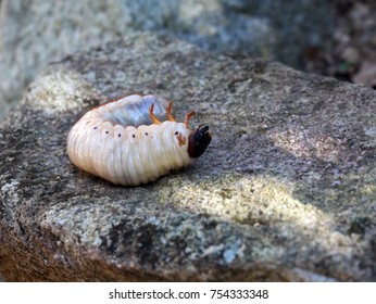 Larva Of Japanese Rhinoceros Beetle On A Rock.