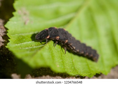 Larva Of Lampyris Noctiluca