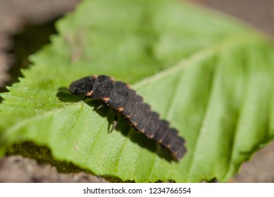 Larva Of Lampyris Noctiluca