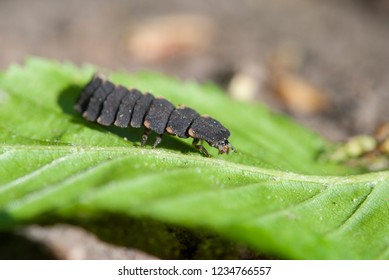 Larva Of Lampyris Noctiluca