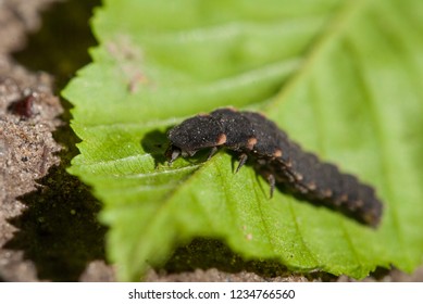 Larva Of Lampyris Noctiluca