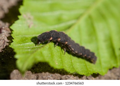 Larva Of Lampyris Noctiluca