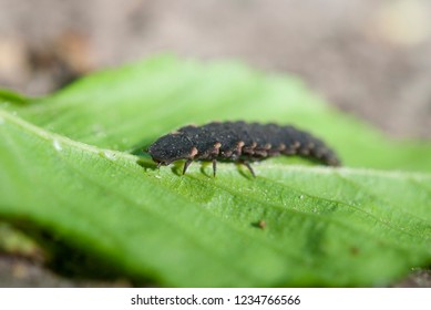 Larva Of Lampyris Noctiluca