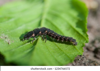 Larva Of Lampyris Noctiluca