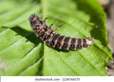 Larva Of Lampyris Noctiluca