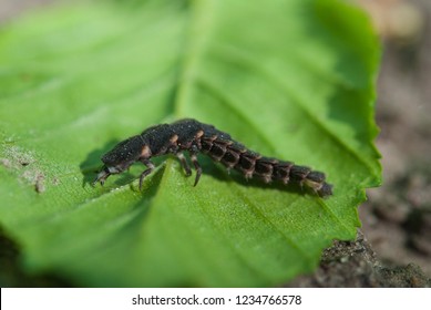 Larva Of Lampyris Noctiluca