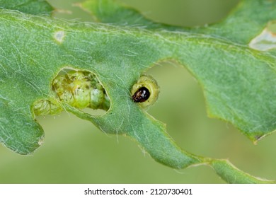 Larva of Lucerne weevil - Hypera postica on a damaged alfalfa plant. It is a dangerous pest of this crop plant.