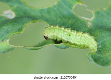 Larva Of Lucerne Weevil - Hypera Postica On A Damaged Alfalfa Plant. It Is A Dangerous Pest Of This Crop Plant.