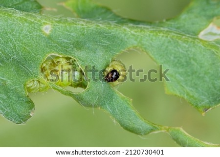 Larva of Lucerne weevil - Hypera postica on a damaged alfalfa plant. It is a dangerous pest of this crop plant.