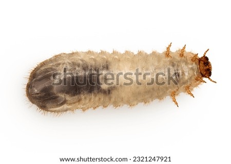 Larva of a may beetle isolated on a white background. Larva of cockchafer