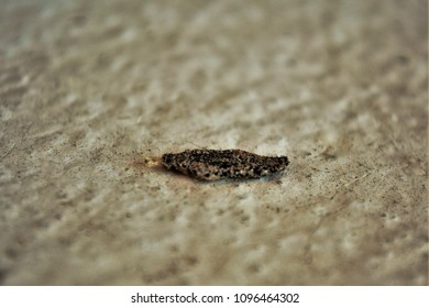 A Larva Of The Microlepidoptera In The Window