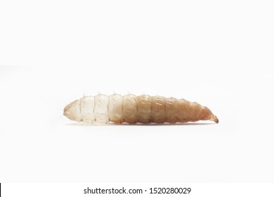 Larva In Molting Process On White Background. Black Soldier Fly Larva