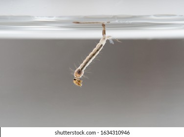 mosquito larvae water