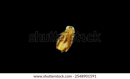 Larva Polychaeta worm under a microscope, nectochaeta stage, of the Spionidae family, type Annelida, has many cilia, very unusual look. Red Sea