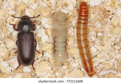 spent beetles for feeders Live Darkling Beetles **FIRE SALE** 1000 