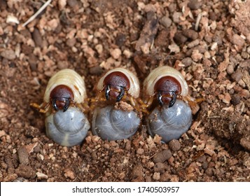 Larva Of Rhinoceros Beetles On Ground . It 's Coconut Pest . 