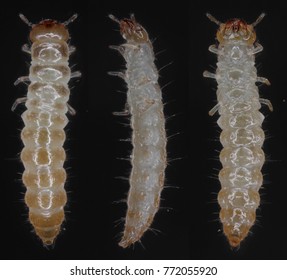 Larva Sawtoothed Grain Beetle Oryzaephilus Surinamensis Stock Photo ...