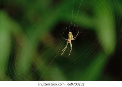 Garden Orb Spider Builds Web Zigzag Stock Photo (Edit Now) 1064021477