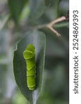 a larva of swallowtail butterfly on a lemon tree