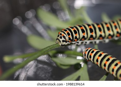 The larva of a swallowtail eats plants