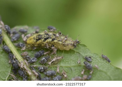 Larva of syrphus hover fly feeding on aphids on bird cherry tree