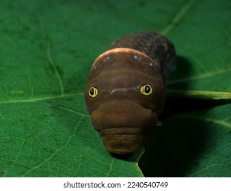 Larva of tiger swallowtail butterfly (Papilio glaucus) in defensive posture showing eye spots, which act as deterence to attack by predators.