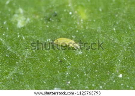 larva western flower thrips frankliniella occidentalis stock photo western flower thrip