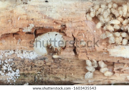 The larva of Wood-boring Anobiidae (Coleoptera) on damaged wood.