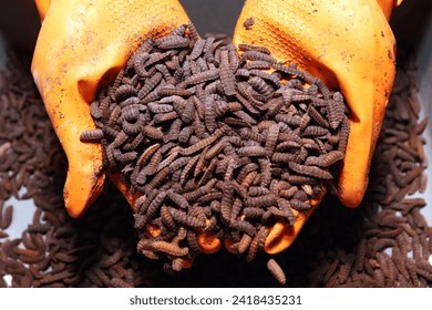 The larvae of the Black Soldier Fly (BSF) type of fly are animal feed of superior value because the content of several nutrients in maggots is good for livestock.