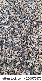 Larvae Of Black Soldier Fly (Hermetia Illucens) For Protein Animal Feed Ingredient