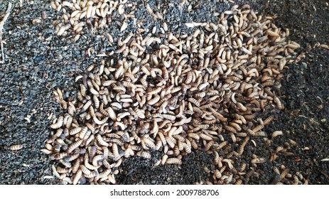 Larvae Of Black Soldier Fly (Hermetia Illucens) For Protein Animal Feed Ingredient