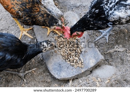 Larvae of Black Soldier Fly (hermetia illucens) are given to livestock chickens which contain high protein