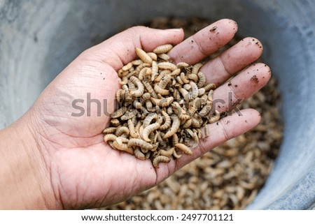 Larvae of Black Soldier Fly (Hermetia illucens) for protein animal feed ingredient