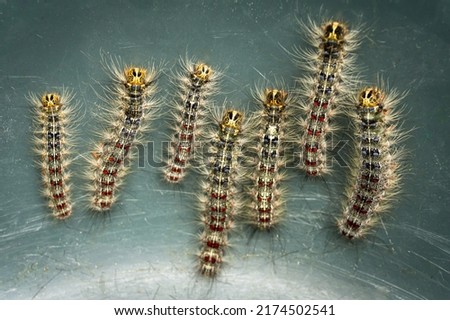 The larvae, or caterpillars, of gypsy moth (Lymantria dispar). Mature gypsy moth larva.