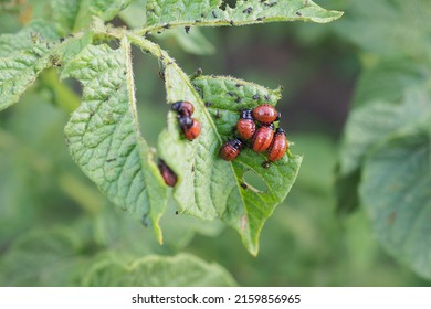 Larvae Of The Colorado Potato Beetle Eat A Potato Leaf. Closeup. An Illustration On The Theme Of Protecting This Agricultural Plant From Pests. Farm And Gardening. Macro