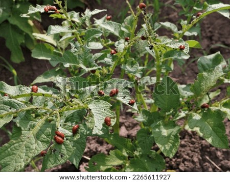 larvae of the Colorado potato beetle eating the tops of potato bushes in an agricultural field, parasitic insects feeding on the leaves of nightshade crops