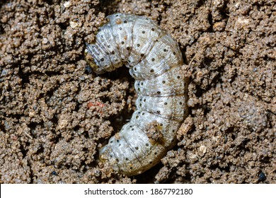 Larvae of cutworm in soil, most likely Agrotis ipsilon
